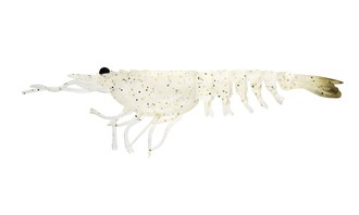 Switcher Shrimp 5